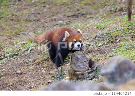 レッサーパンダ 多摩動物公園 レッサーパンダ 多摩動物公園 114464214