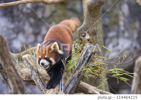 レッサーパンダ 多摩動物公園 114464215