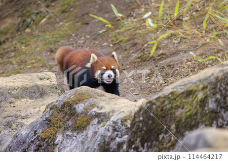 レッサーパンダ 多摩動物公園 114464217