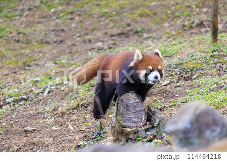 レッサーパンダ 多摩動物公園 114464218
