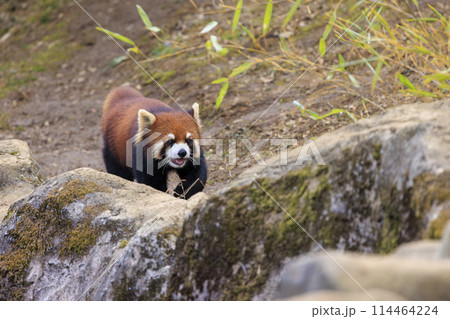レッサーパンダ 多摩動物公園 114464224