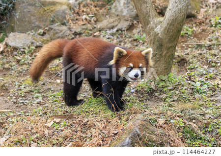 レッサーパンダ 多摩動物公園 114464227