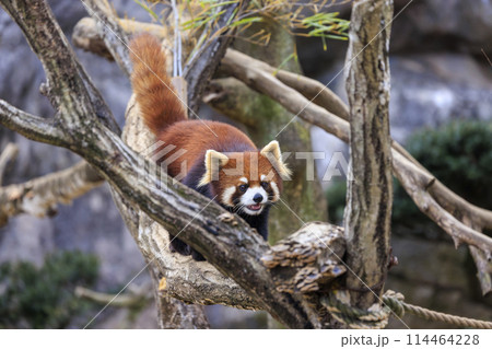 レッサーパンダ 多摩動物公園 レッサーパンダ 多摩動物公園 114464228