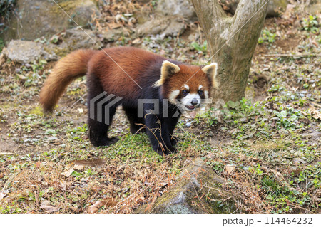 レッサーパンダ 多摩動物公園 114464232