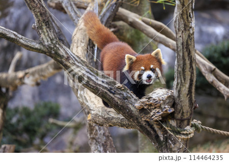 レッサーパンダ 多摩動物公園 レッサーパンダ 多摩動物公園 114464235