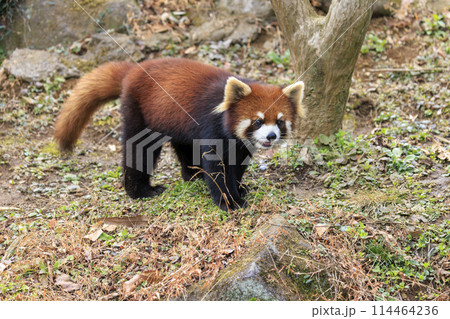 レッサーパンダ 多摩動物公園 114464236
