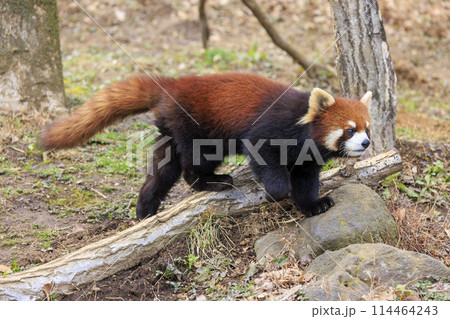 レッサーパンダ 多摩動物公園 レッサーパンダ 多摩動物公園 114464243