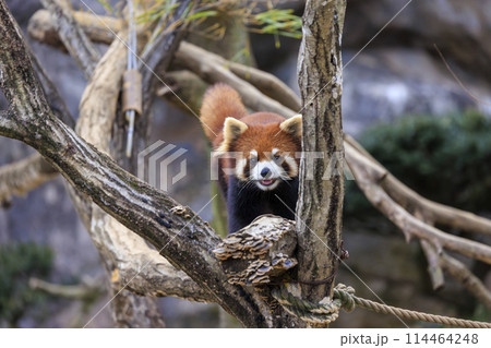 レッサーパンダ 多摩動物公園 114464248