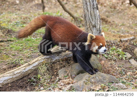 レッサーパンダ 多摩動物公園 114464250