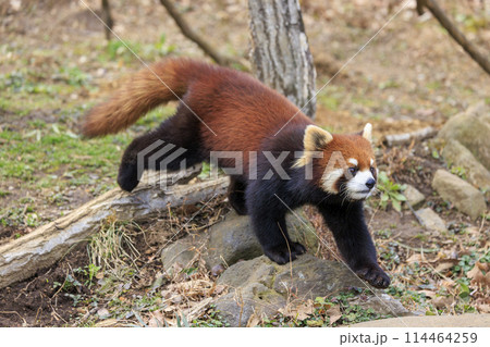 レッサーパンダ 多摩動物公園 114464259