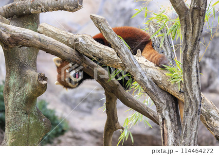 レッサーパンダ 多摩動物公園 114464272