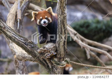 レッサーパンダ 多摩動物公園 114464277