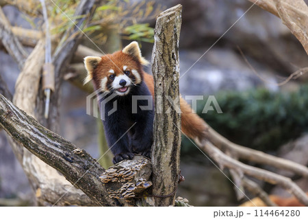レッサーパンダ 多摩動物公園 レッサーパンダ 多摩動物公園 114464280