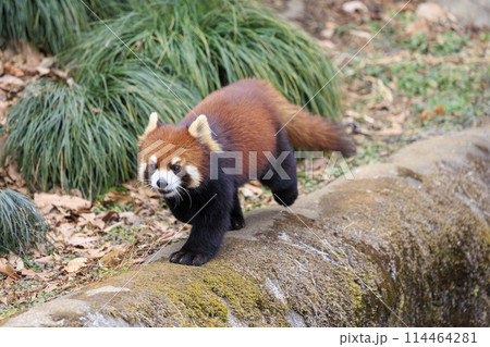 レッサーパンダ 多摩動物公園 114464281