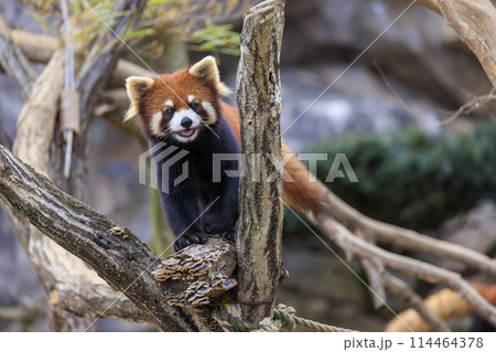 レッサーパンダ 多摩動物公園 114464378