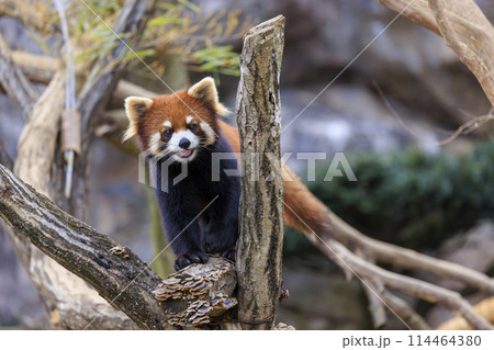 レッサーパンダ 多摩動物公園 114464380