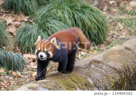 レッサーパンダ 多摩動物公園 レッサーパンダ 多摩動物公園 114464382