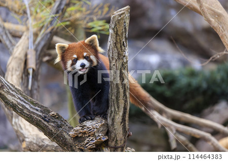 レッサーパンダ 多摩動物公園 114464383