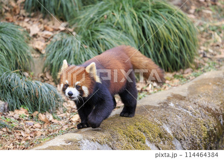 レッサーパンダ 多摩動物公園 114464384