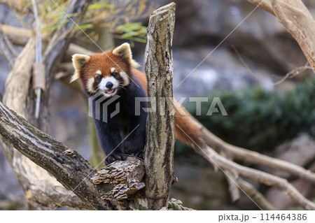 レッサーパンダ 多摩動物公園 114464386