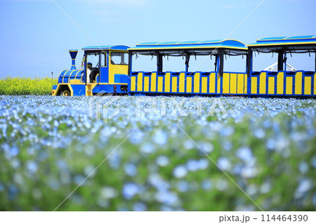 ソレイユの丘　ネモフィラとトレイン 114464390