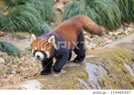 レッサーパンダ 多摩動物公園 レッサーパンダ 多摩動物公園 114464397