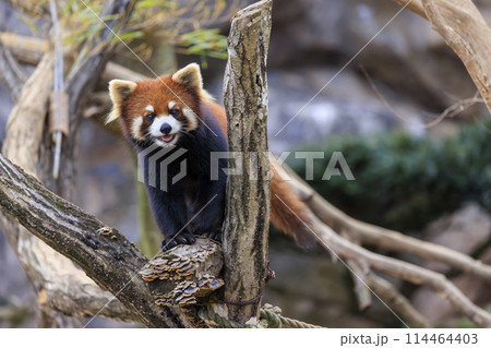レッサーパンダ 多摩動物公園 レッサーパンダ 多摩動物公園 114464403