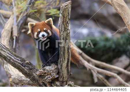 レッサーパンダ 多摩動物公園 114464405