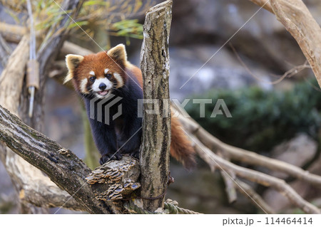 レッサーパンダ 多摩動物公園 114464414