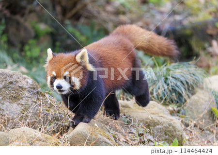 レッサーパンダ 多摩動物公園 114464424