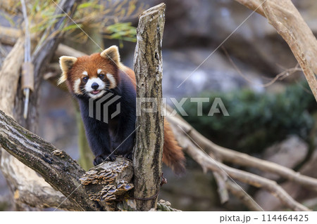レッサーパンダ 多摩動物公園 レッサーパンダ 多摩動物公園 114464425