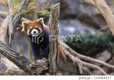 レッサーパンダ 多摩動物公園 114464427