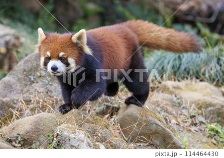 レッサーパンダ 多摩動物公園 レッサーパンダ 多摩動物公園 114464430