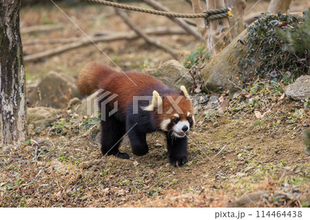 レッサーパンダ 多摩動物公園 114464438