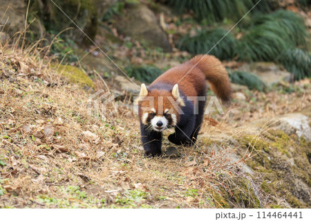 レッサーパンダ 多摩動物公園 114464441