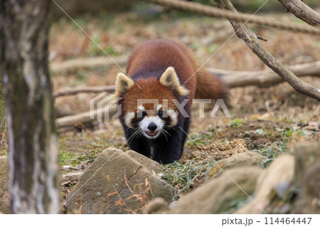 レッサーパンダ 多摩動物公園 レッサーパンダ 多摩動物公園 114464447