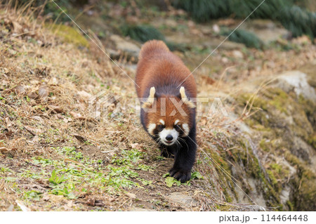 レッサーパンダ 多摩動物公園 レッサーパンダ 多摩動物公園 114464448