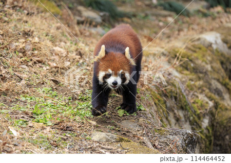 レッサーパンダ 多摩動物公園 レッサーパンダ 多摩動物公園 114464452