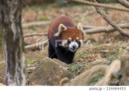 レッサーパンダ 多摩動物公園 レッサーパンダ 多摩動物公園 114464453
