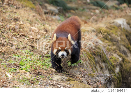 レッサーパンダ 多摩動物公園 レッサーパンダ 多摩動物公園 114464454