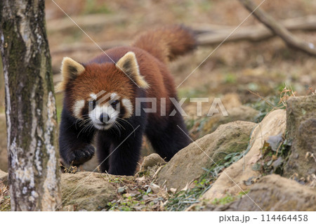 レッサーパンダ 多摩動物公園 レッサーパンダ 多摩動物公園 114464458