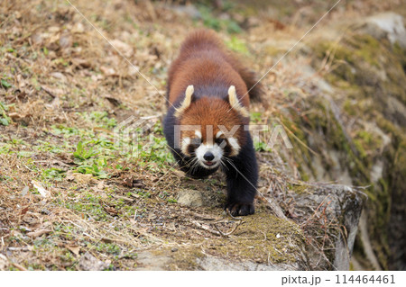 レッサーパンダ 多摩動物公園 114464461