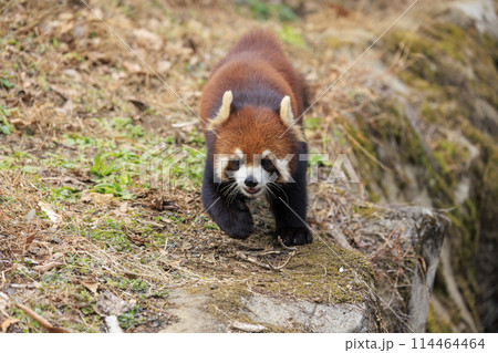 レッサーパンダ 多摩動物公園 114464464