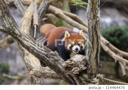 レッサーパンダ 多摩動物公園 114464470