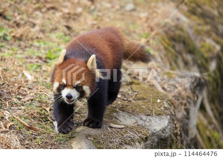 レッサーパンダ 多摩動物公園 114464476