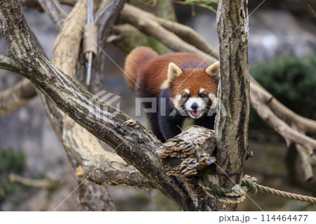 レッサーパンダ 多摩動物公園 レッサーパンダ 多摩動物公園 114464477
