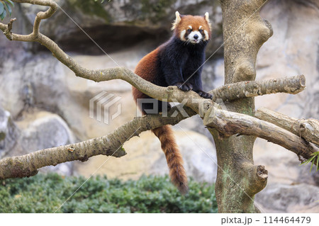 レッサーパンダ 多摩動物公園 114464479