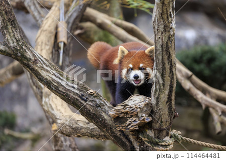 レッサーパンダ 多摩動物公園 114464481