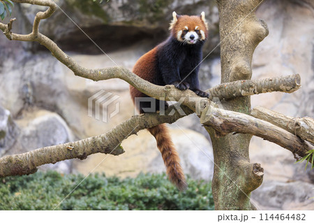レッサーパンダ 多摩動物公園 114464482