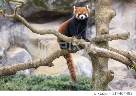 レッサーパンダ 多摩動物公園 114464492